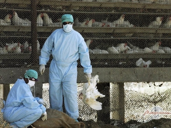На тутаевской птицефабрике из-за гриппа уничтожат все поголовье
