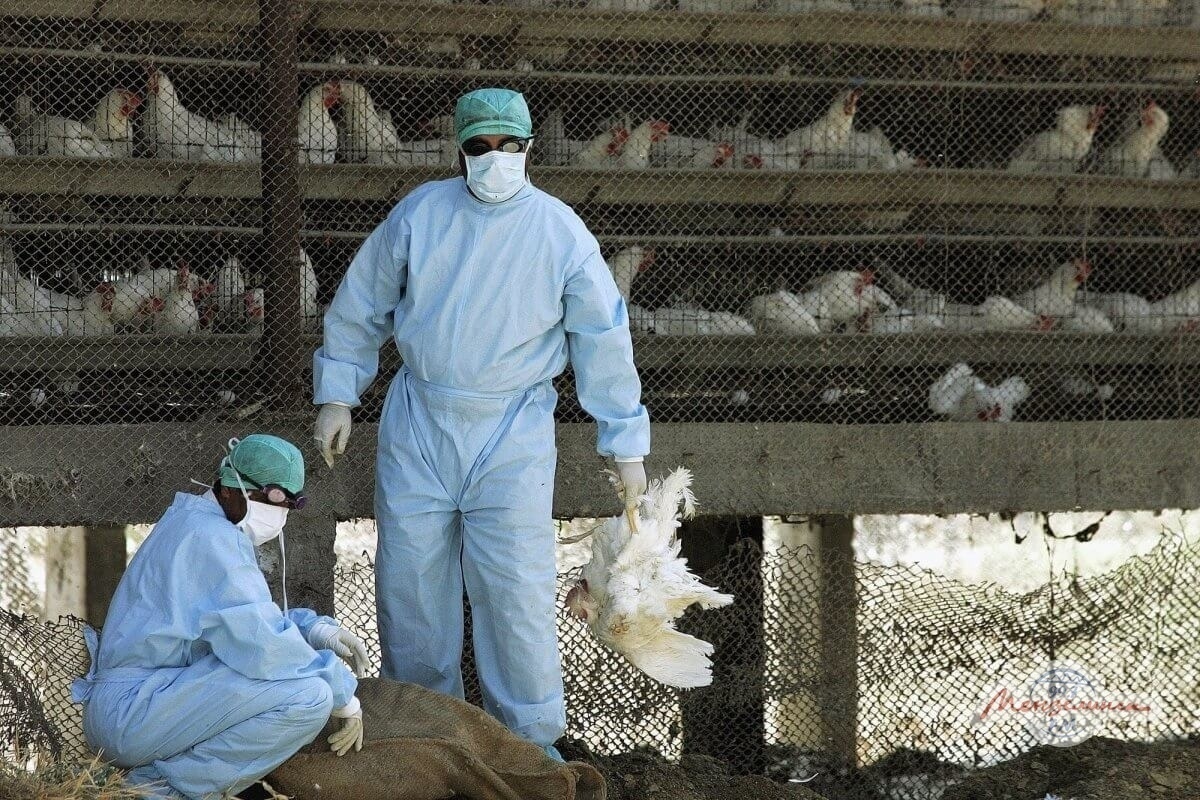 На тутаевской птицефабрике из-за гриппа уничтожат все поголовье