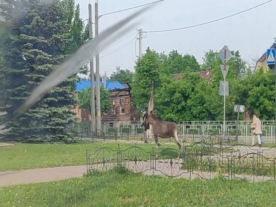 В соцсети выложили фото бегающего по городу Иваново лося