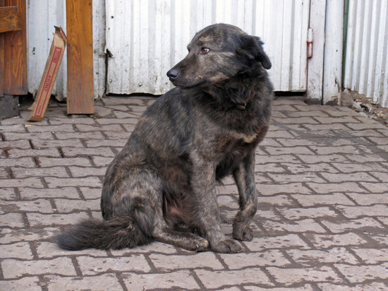 Штраф до 200 тыс. рублей ввели за укусы собак в Подмосковье