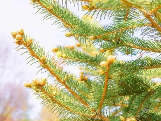 Озвучен прогноз погоды в Хабаровске на 24 мая