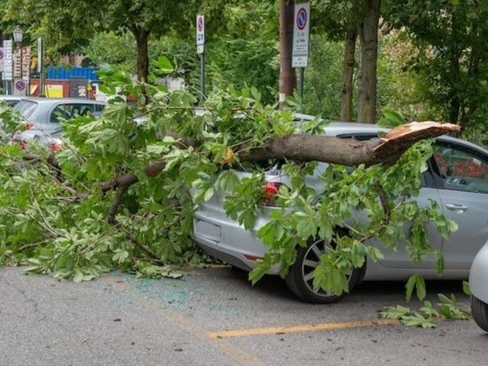 В Липецке дерево упало на три машины