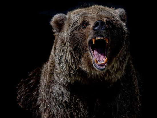 В Хабаровском крае разъяренный медведь напал на сбившую его машину