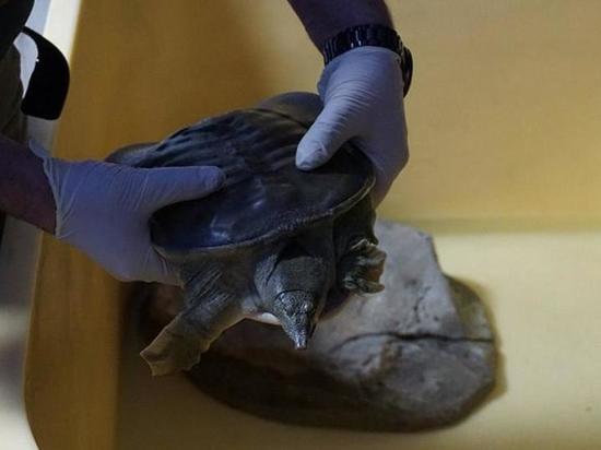 Дальневосточную черепаху скоро выпустят на волю в Приморье