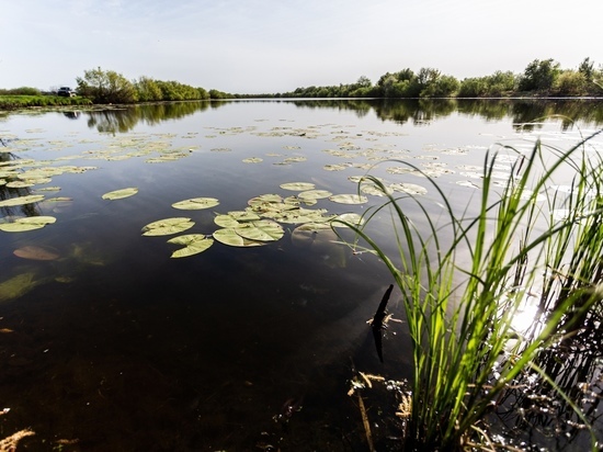 "Зачем озеру реабилитация?": экологи и активисты спасают водоём под Томском от многомиллионного проекта восстановления