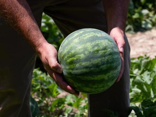 Агроном Туманов дал советы как вырастить арбузы в Подмосковье