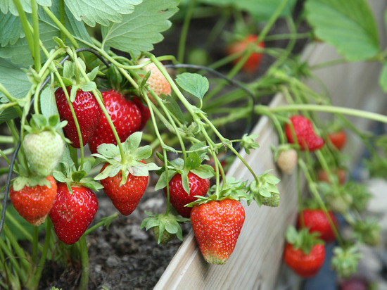 Первый урожай клубники в Подмосковье начнут собирать в середине июня
