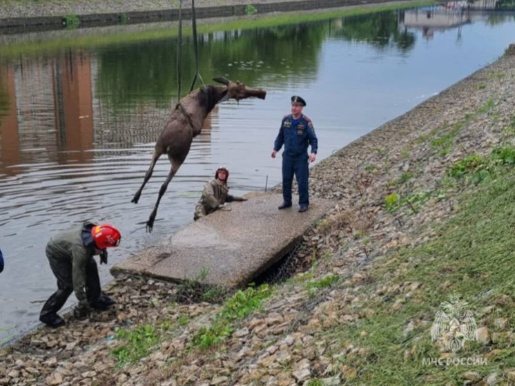 На этой неделе в реках Ивановской области утонули два лосёнка, попавшие в воду