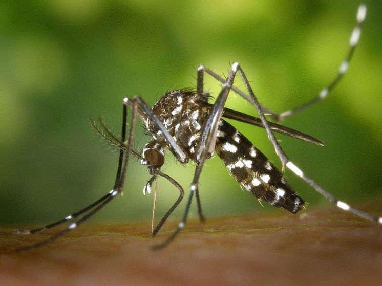 Врач Демьяновская рассказала о вреде средств от комаров для человека
