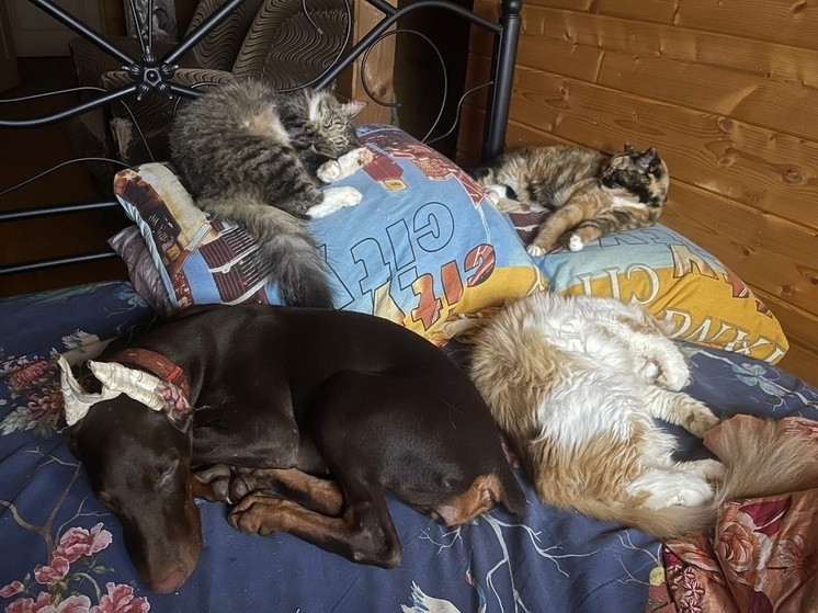 Тверской кинолог организовала свой приют для кошек и собак
