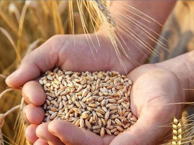 В Орловской области в обращение выпустили больше 204 тонн сомнительного зерна