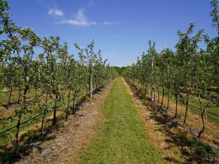 Брянский губернатор рассказал о перспективах яблоневого "Брянского сада"