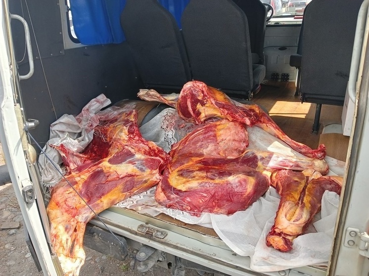Раскрыта кража коровы  в Тандинском районе Тувы