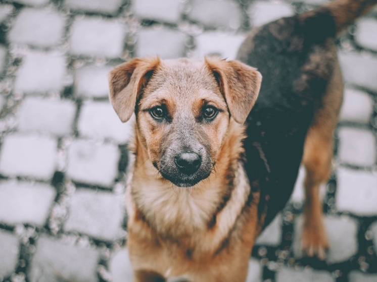Суд на 3 года посадил петербурженку, убившую собаку в Приморском районе
