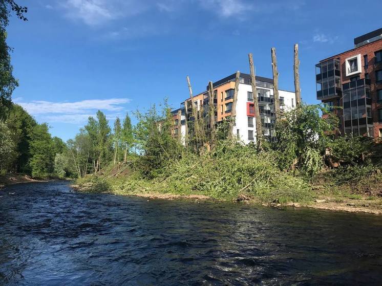 Жители Петрозаводска жалуются на рубку деревьев