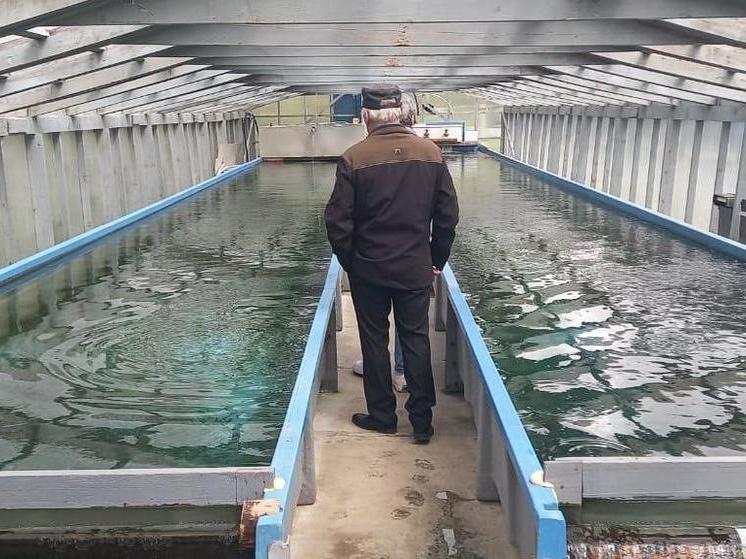 Более 20 млн мальков лосося выпустили рыбоводные заводы на Сахалине