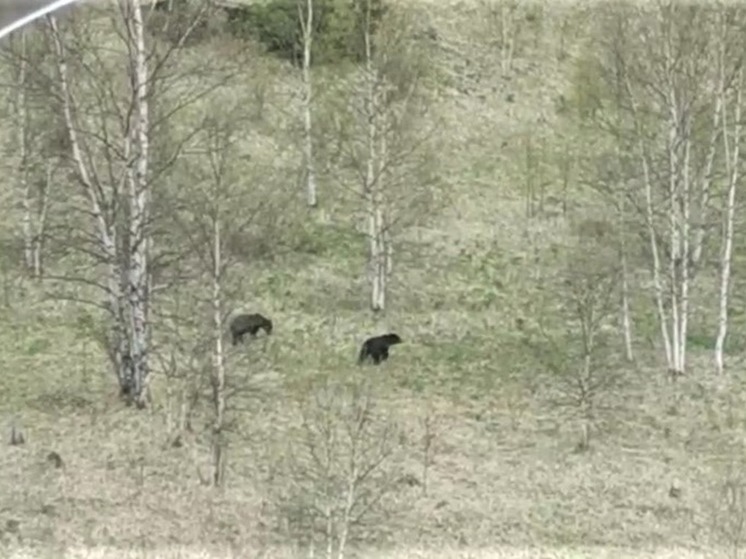 Два медведя бродили недалеко от проезжей части на Сахалине