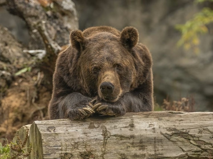 Жителям Томской области напомнили, как вести себя при встрече с медведем