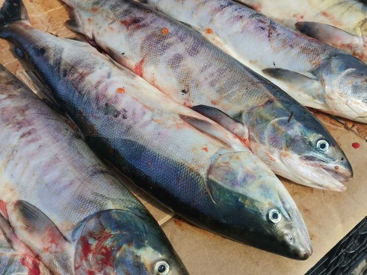 Доступную рыбу можно купить на главной ярмарке и в магазинах Приморья