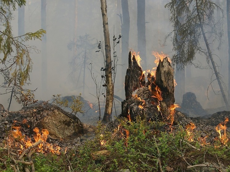 В Югре осталось потушить два лесных пожара