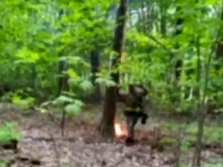 Украинские боевики поджигают леса на границе с Брянской областью