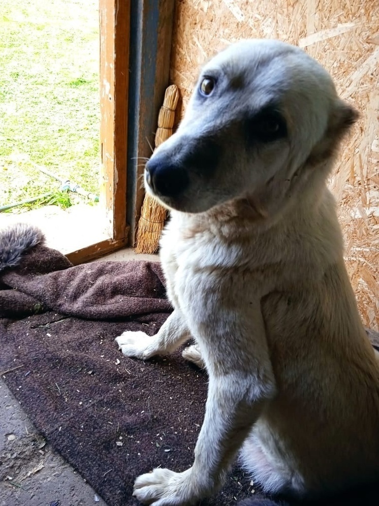 В Тверской области ищут дом для истощенной собаки, которую бросили на даче