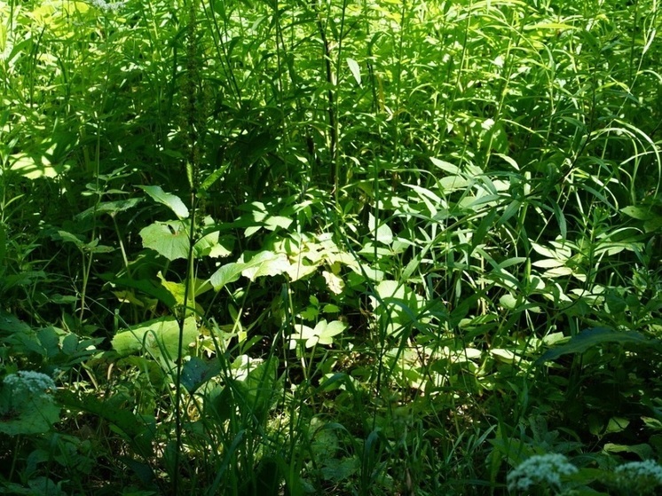 Калужское минприроды опровергло передачу зеленой зоны под лесозаготовку