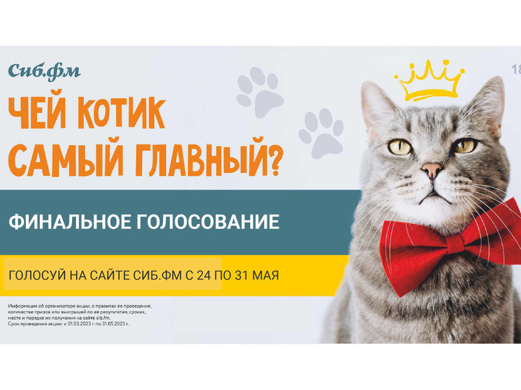 В Новосибирске стартовало голосование за финалистов «Главного котика»