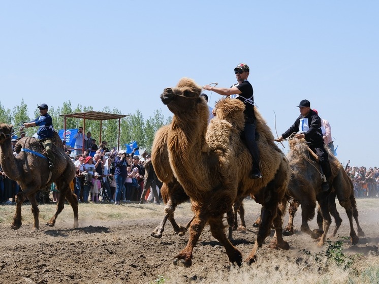 Под Астраханью 27 мая пройдут единственные в России верблюжьи бега