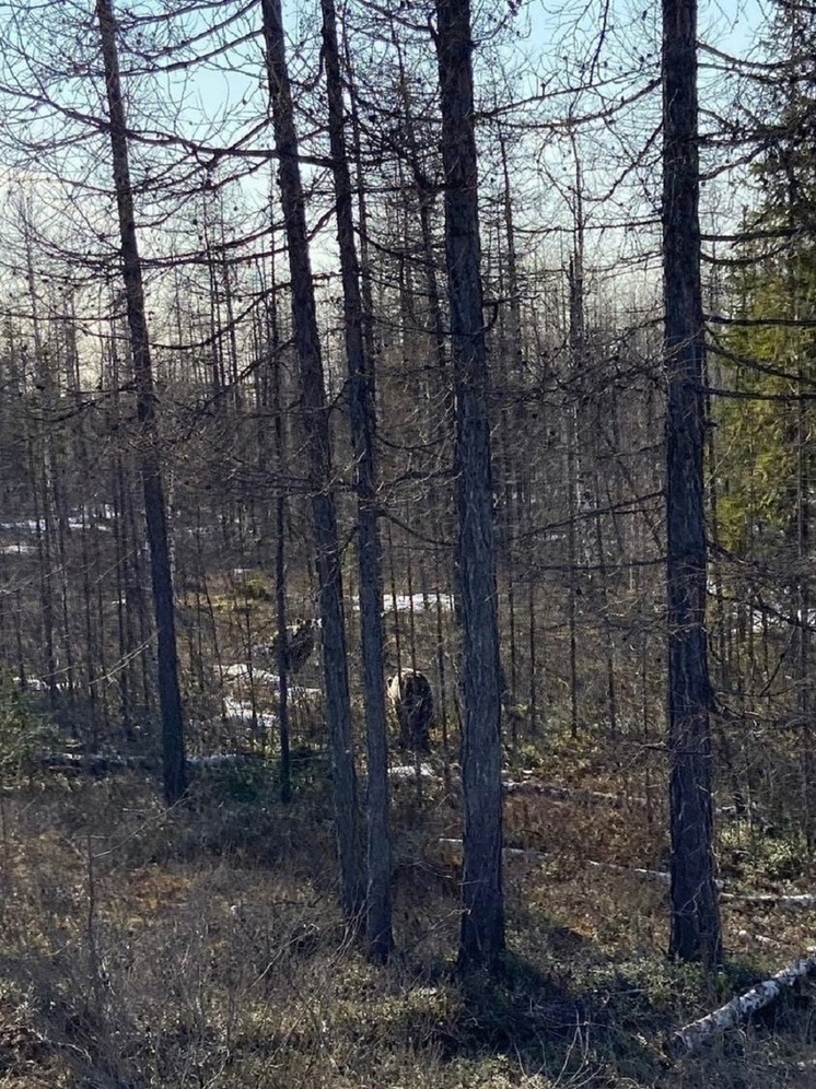 «Медведи-общественники» оценили дорожные работы на трассе Пангоды — Правохеттинский