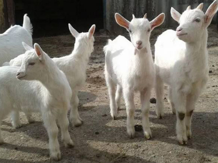 Пенсионерка из Тюменской области получит более 10 тысяч за съеденных коз