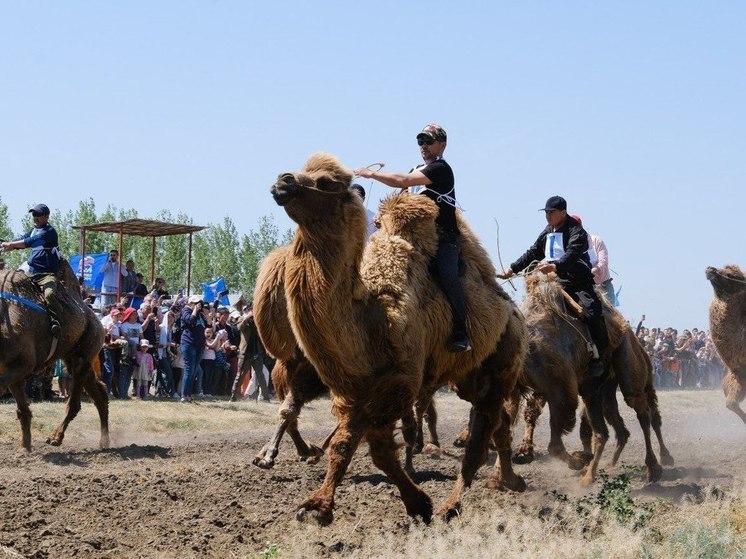 В Астрахани на Сабантуе пройдут верблюжьи бега