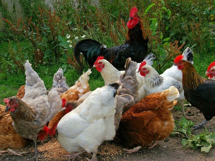 В Ярославской области у частных домохозяйств отберут домашних кур