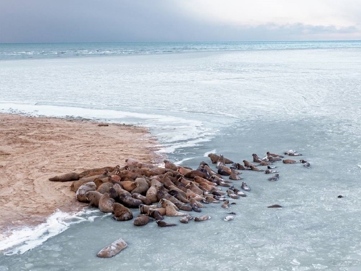 На Ямале создадут природный заказник «Тиутей-Яхинский» для защиты лежбища моржей