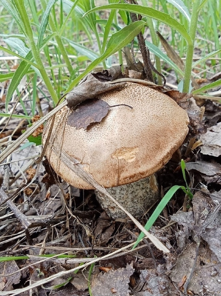 В Тверской области грибники делятся снимками подберезовиков