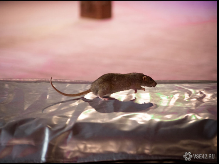 В Кузбассе крысы атаковали подъезд многоквартирного дома