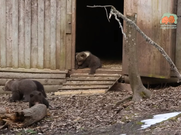 В Центре спасения Тверской области показали прогулку медвежат