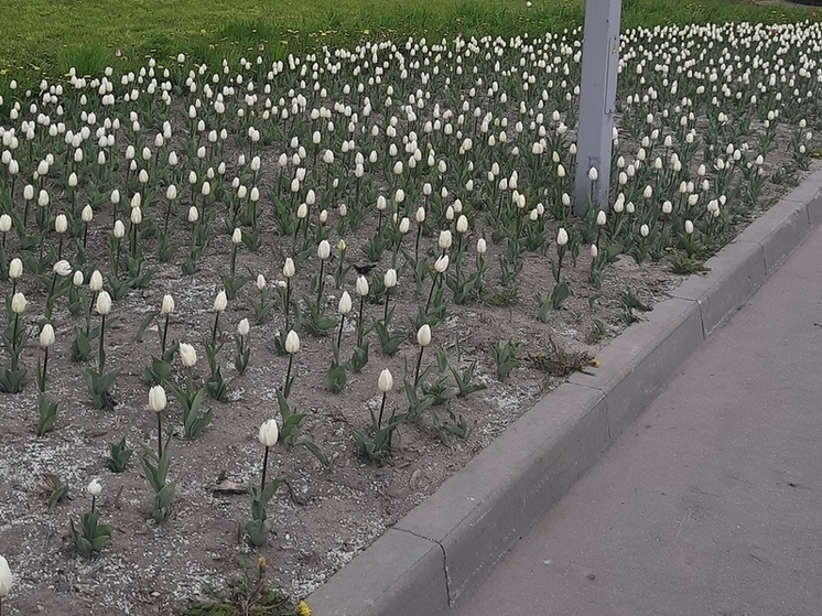 На цветочных воров пожаловались жители Богородского округа Подмосковья