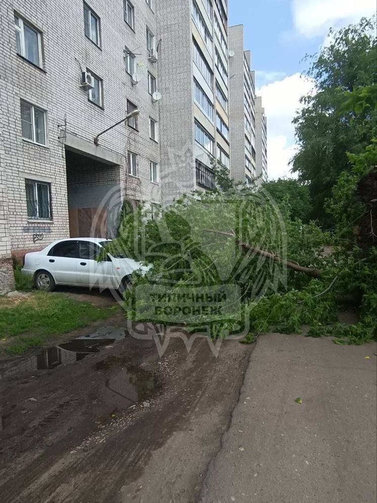 В Воронеже в Коминтерновском районе дерево рухнуло на два автомобиля