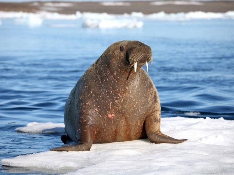 В России открылся природный заказник для моржей