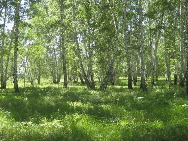 В Омске запретили кронировать деревья