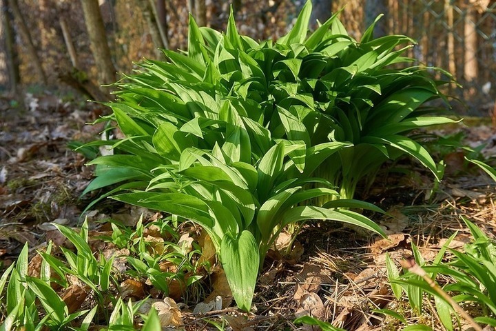 The Russian met the bears in the clearing: "Do not trample the wild garlic!"