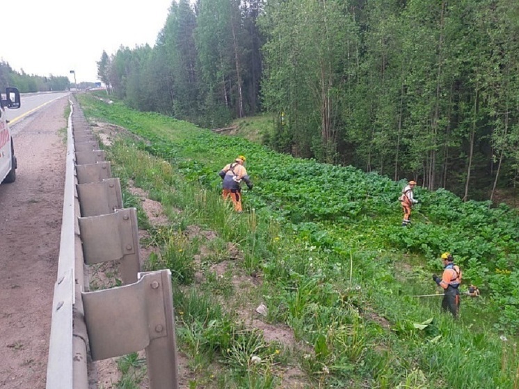 В Кировской области власти начали ликвидировать заросли борщевика с обочин трасс