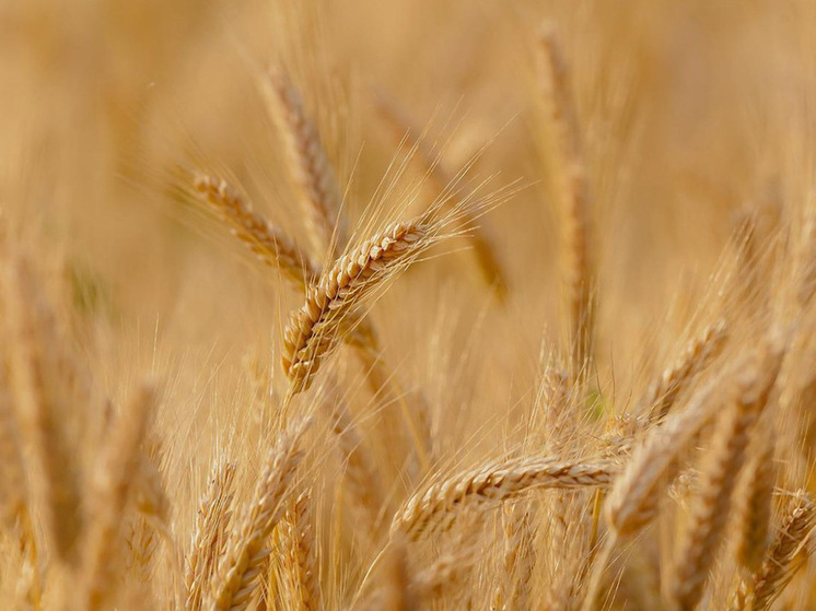  МИД РФ: зерновая сделка зависит от подключения "Россельхозбанка" к SWIFT