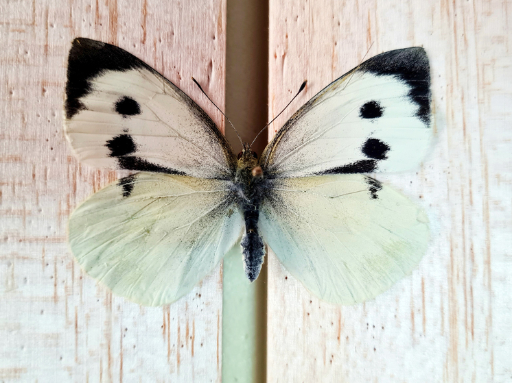 Редкая бабочка-капустница неудачно залетела на территорию музея на Сахалине