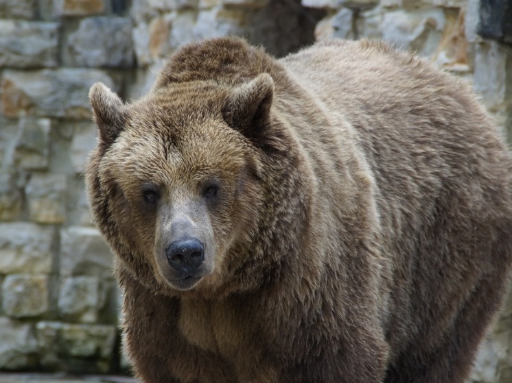 В городе Саров Нижегородской области по дороге гулял медведь