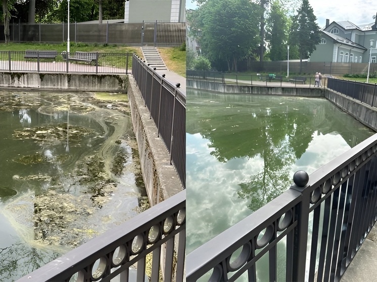 По инициативе прокуратуры Калининграда очистили пруд Поплавок