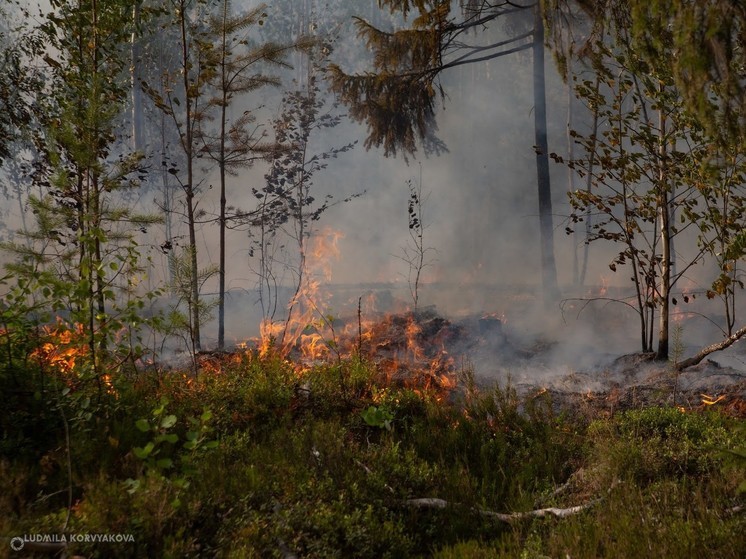 Власти предупредили о высокой пожарной опасности на юге Карелии