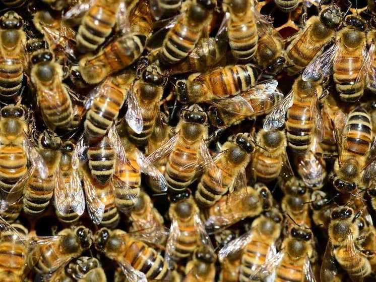 Зараженных опасным заболеванием пчел обнаружили в Тверской области