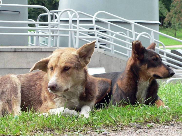 Под Екатеринбургом бродячие собаки напали на дачницу, женщину госпитализировали